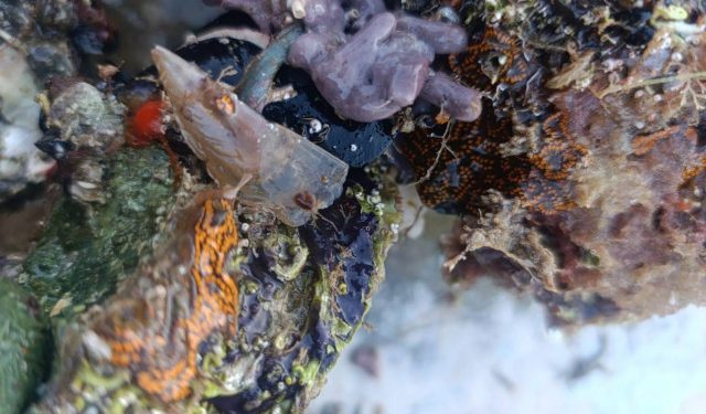 U Neumu pronađena periska koja je skoro izumrla u Jadranu