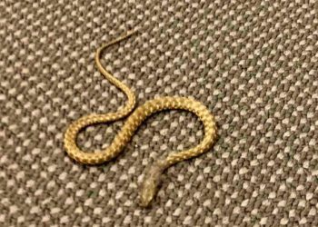 U dvorani Parlamenta FBiH pronađena zmija