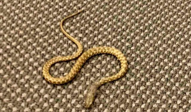 U dvorani Parlamenta FBiH pronađena zmija