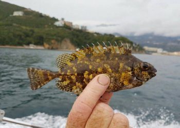 ULOVLJENA KOD MLJETA Stiže li nam nakon vatrenjače nova pridošlica: “Stiže iz Crvenog mora!”