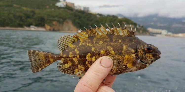 ULOVLJENA KOD MLJETA Stiže li nam nakon vatrenjače nova pridošlica: “Stiže iz Crvenog mora!”