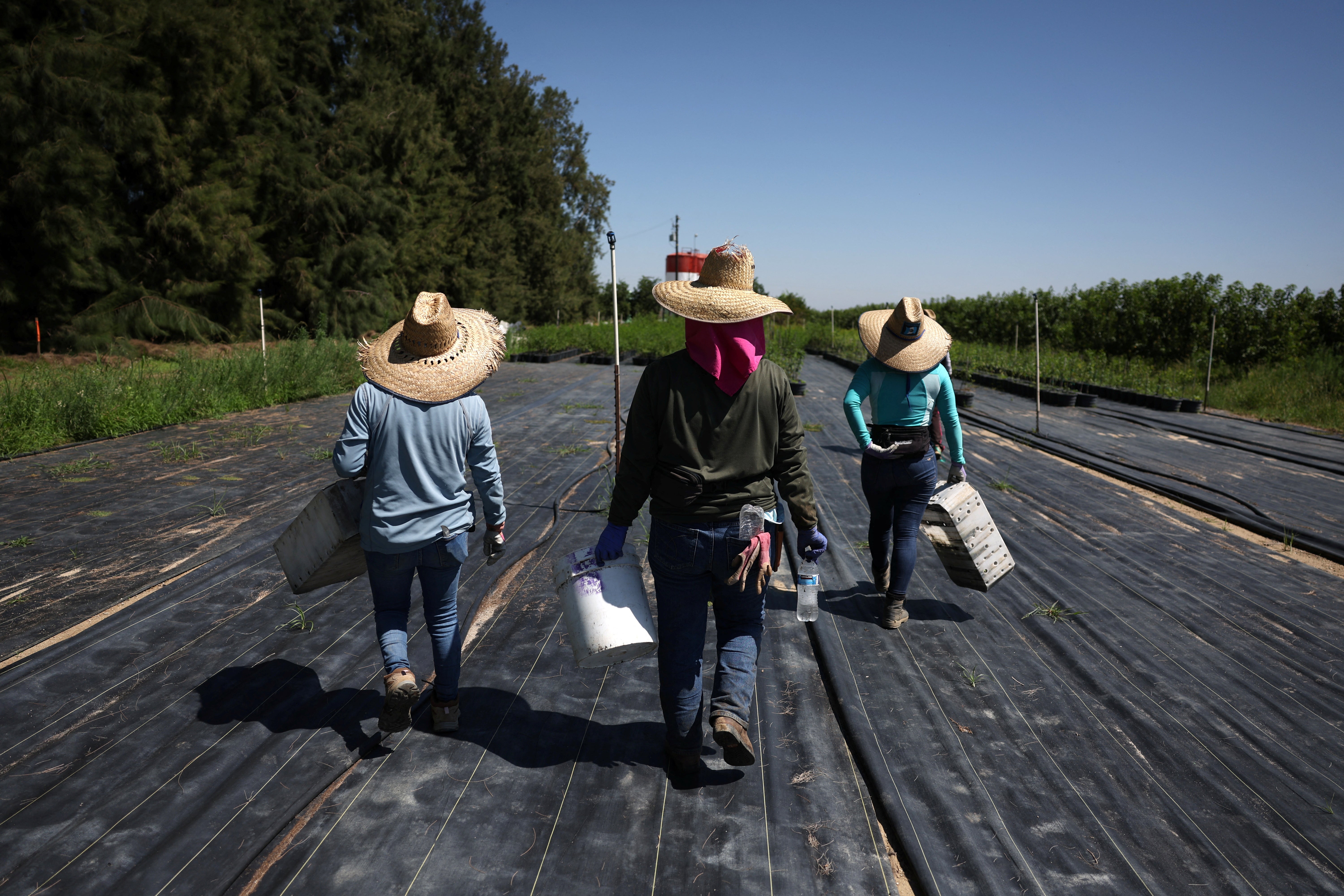Mnogi su se radnici još uvijek vraćali na polja, unatoč racijama, iz ekonomske potrebe