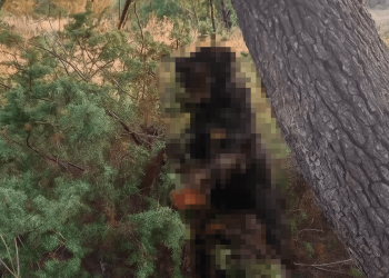 UZNEMIRUJUĆE Netko je kod Zadra objesio rotvajlera, policija istražuje