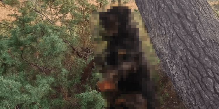 UZNEMIRUJUĆE Netko je kod Zadra objesio rotvajlera, policija istražuje