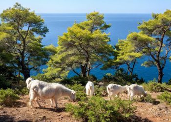VATROGASNA STADA Kad smo ih se riješili, sve je otišlo po zlu! Zašto se uporno opiremo puštanju koza u prirodu?
