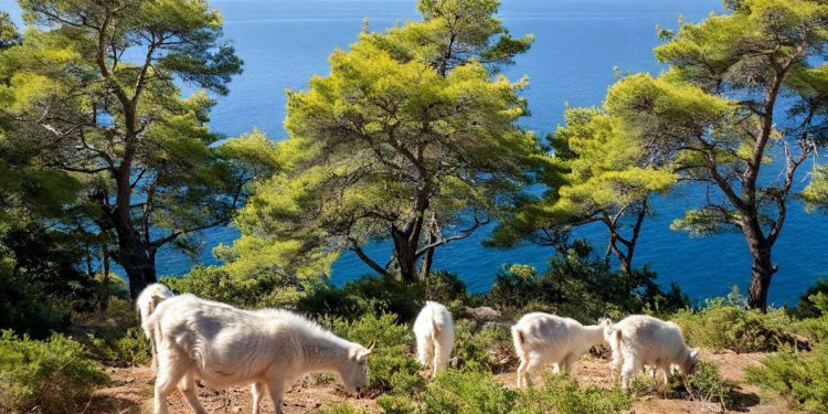 VATROGASNA STADA Kad smo ih se riješili, sve je otišlo po zlu! Zašto se uporno opiremo puštanju koza u prirodu?