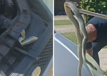 VIDEO Pogledajte koliku su zmiju izvukli čitlučki vatrogasci