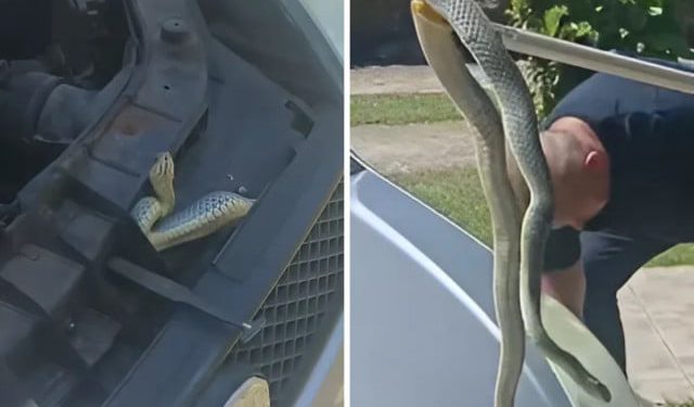 VIDEO Pogledajte koliku su zmiju izvukli čitlučki vatrogasci