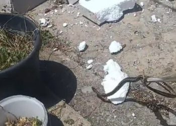 VIDEO Sve više zmija u Hercegovini, čak četiri pronađene u fasadi obiteljske kuće