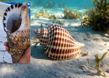 VIDEO: TRITONOVA TRUBA Simbol antike danas je prava morska rijetkost