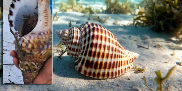 VIDEO: TRITONOVA TRUBA Simbol antike danas je prava morska rijetkost