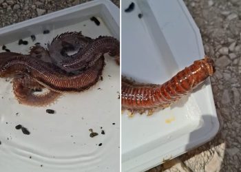 VIDEO Veliki morski crv – Poslastica za ribe!