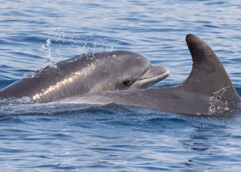 VINKO Prvi dobri dupin označen satelitskim odašiljačem u Jadranskom moru