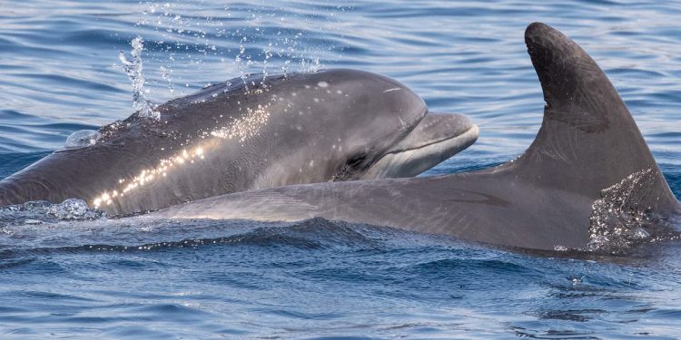 VINKO Prvi dobri dupin označen satelitskim odašiljačem u Jadranskom moru