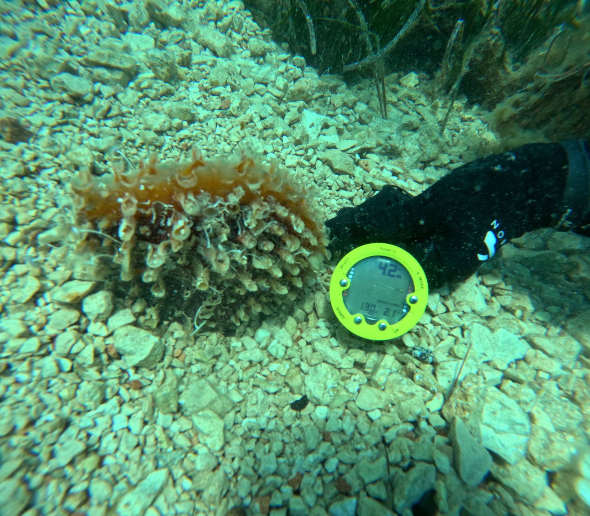 LASTOVO Postavljeni kolektori na 7 lokacija gdje su nekad bila bogata staništa plemenite periske: "Velika im je prijetnja nasipavanje obale!"