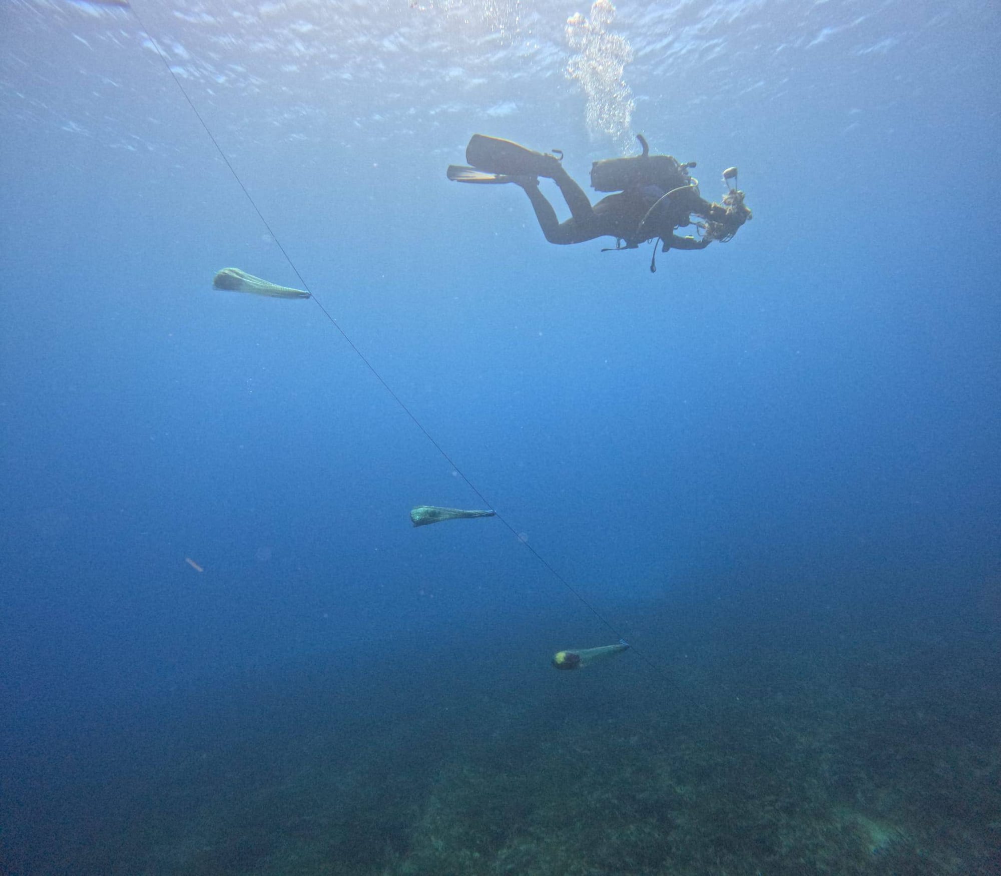 LASTOVO Postavljeni kolektori na 7 lokacija gdje su nekad bila bogata staništa plemenite periske: "Velika im je prijetnja nasipavanje obale!"