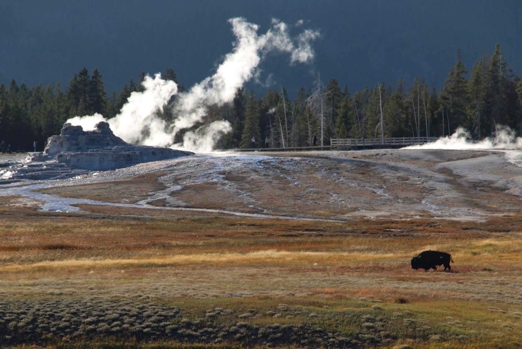 Bison luta ispred dvorca gejzera u gornjem bazenu gejzera u Nacionalnom parku Yellowstone