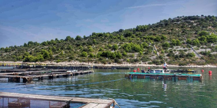 ZNANOŠĆU DO ZDRAVIJEG MORA Probiotici mogu igrati ključnu ulogu u održivoj akvakulturi