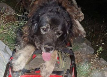 Zadarski HGSS-ovci spasili psa kod Kudinog mosta blizu Obrovca