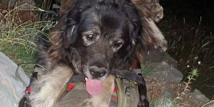 Zadarski HGSS-ovci spasili psa kod Kudinog mosta blizu Obrovca