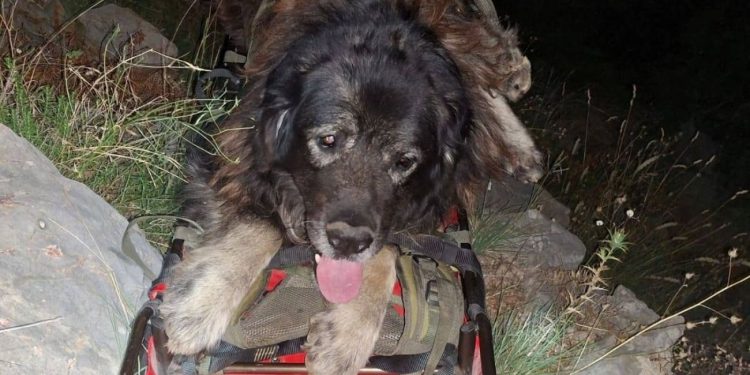 Zadarski HGSS-ovci spasili su iznemoglog psa. Tražit će mu se novi dom