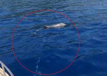 Zapleo se u komad mriže i konopa…