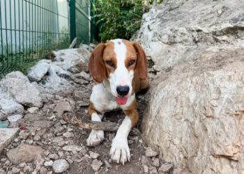 Zita traži dom! Mirna je i nježna duša, a pronađena je u strašnom stanju, s vidljivim kostima i gotovo slomljenim duhom