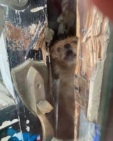 Susjedi su mislili da je kuća napuštena - sve dok nisu čuli kako pse laje.