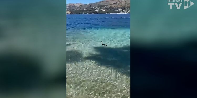 VIDEO Podmorska koreografija gnjurca i jata gavuna na Čiovu