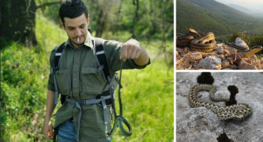 zmije,Hercegovina,stručnjak,poskok,vijesti
