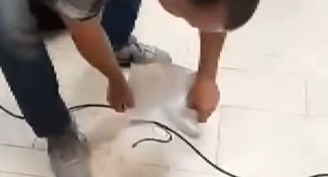 zmija Parlament FBiH