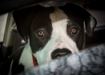 1-godišnjak je ubijen odmah nakon obiteljskog pit bull-a u bebin vrat