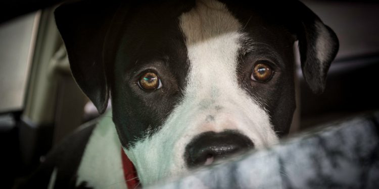 1-godišnjak je ubijen odmah nakon obiteljskog pit bull-a u bebin vrat