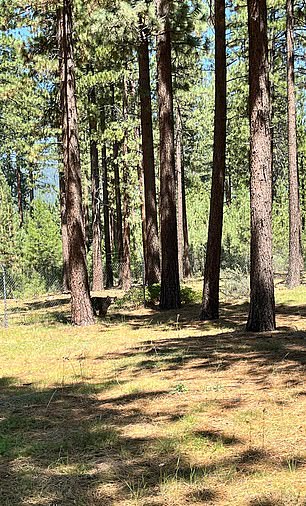 Kelces su čekali na tinejdžeru dok je medvjed prešao pored svoje grupe