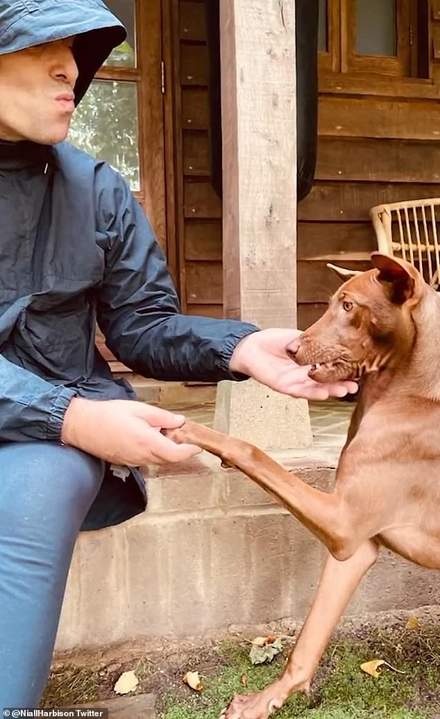 Liam sa svojim gumbima za pse, greben koji je spasio 2023. iz skloništa Happy Doggos na Tajlandu