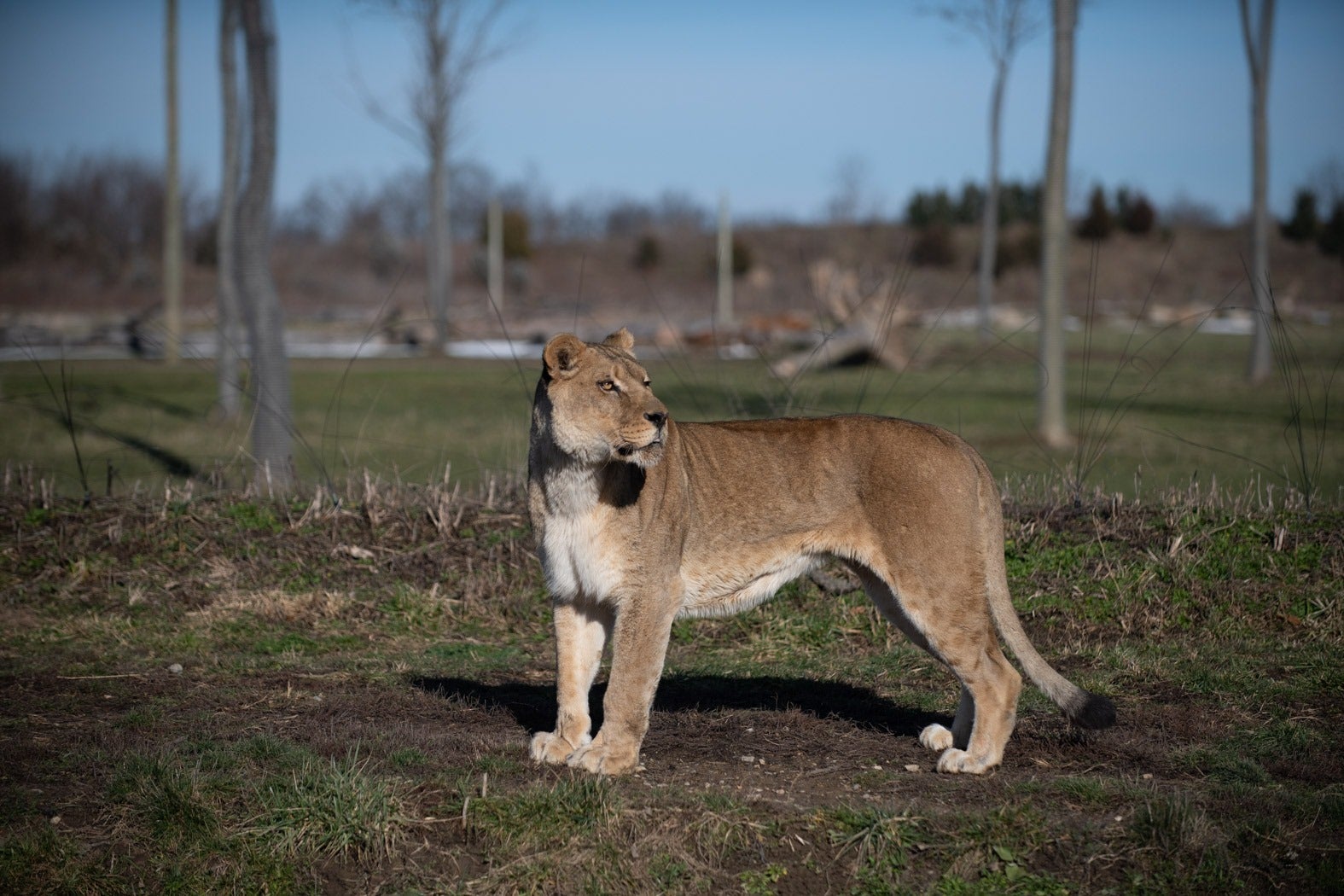 Lionesa, Asali (na slici), u zoološkom vrtu Columbus u Ohiju, muški lav je ubio nakon što su životinje pronašle način da razbiju vrata ploče između njihovih kućišta
