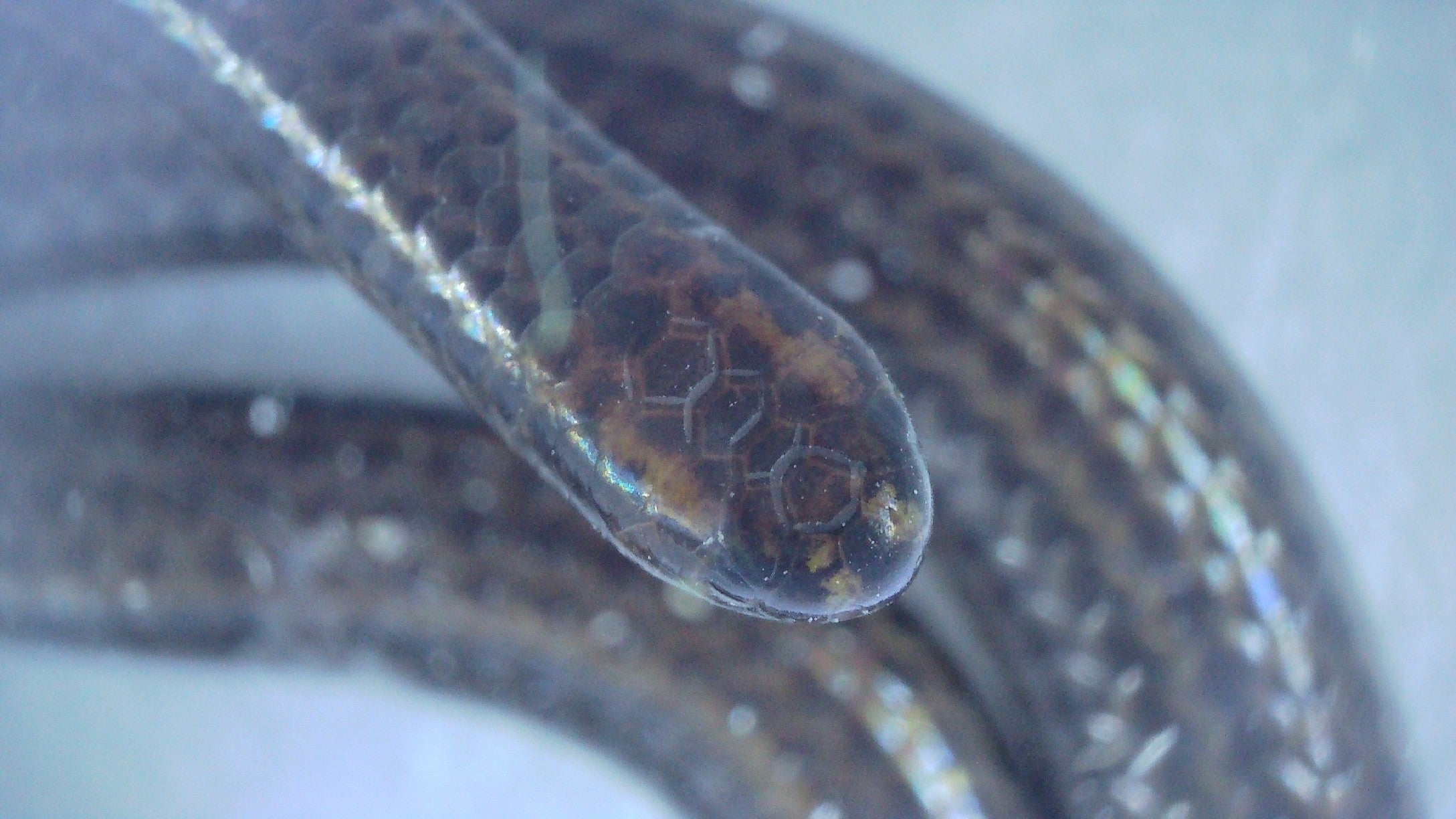 Barbados Threadsnake - koji ima blijedo žute dorzalne linije koje prolaze kroz njegovo tijelo, a oči smještene sa strane glave - često se mogu zbuniti za brahmiin slijepu zmiju, poznatu i kao cvjetna lonac zmija