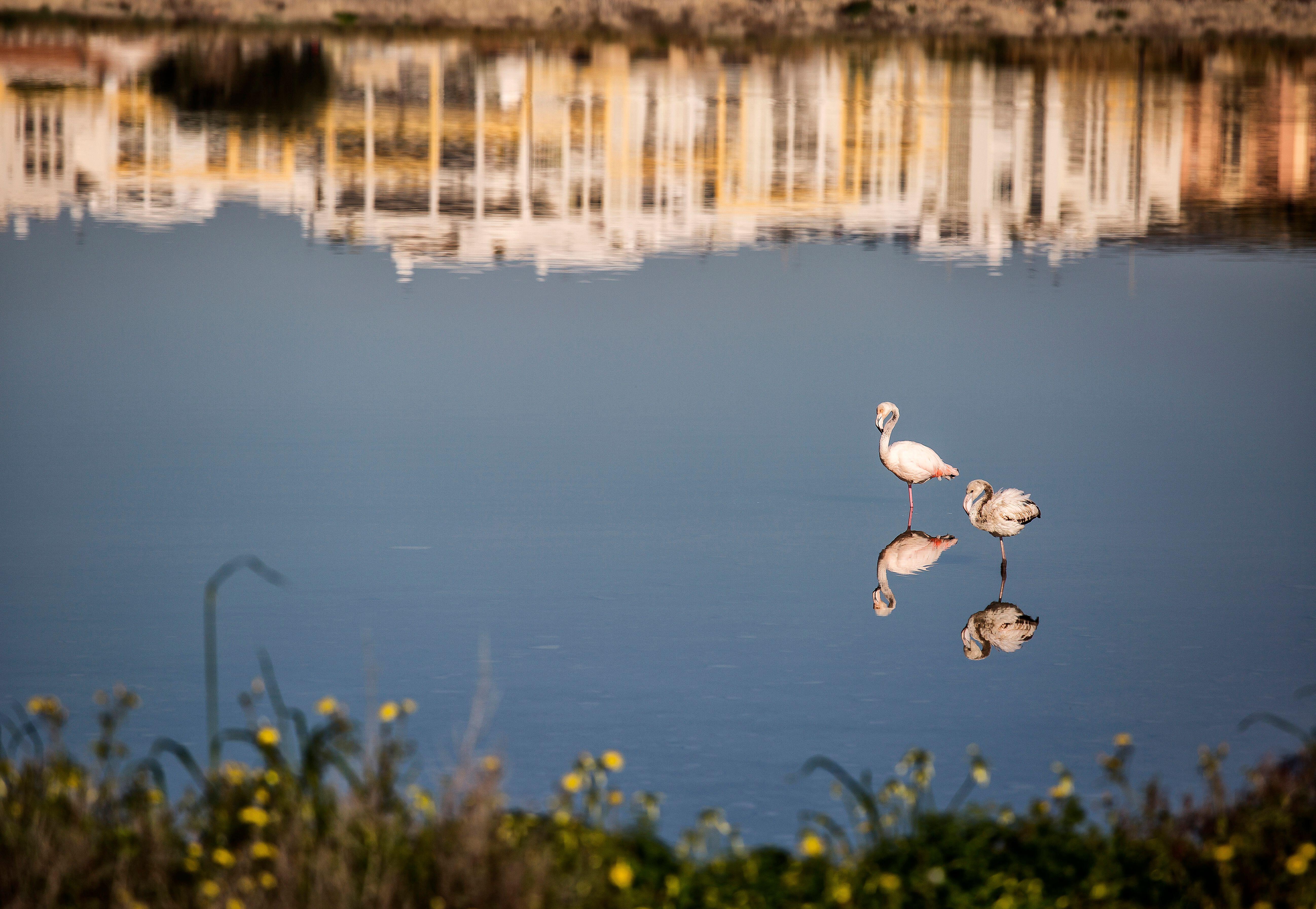 Flamingos gnijezdi u slanim tavama izvan Cagliarija na talijanskom otoku Sardinia