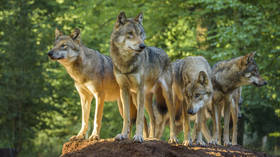 Zelena dnevni red ubija europsko porijeklo