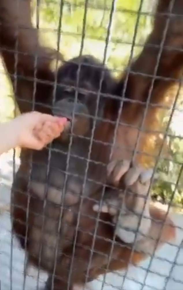 Dana, jedini orangutan na Krimu, nije dobro odgovorio od incidenta