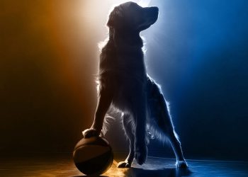 Air Bud Returns vodi atletskog zlatnog retrivera na novi košarkaški teren 2026. godine