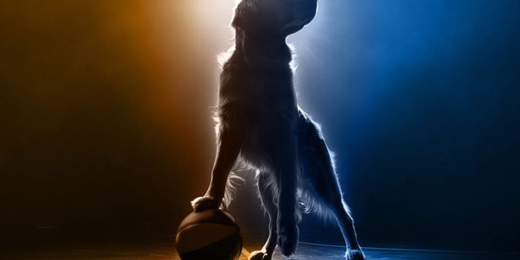 Air Bud Returns vodi atletskog zlatnog retrivera na novi košarkaški teren 2026. godine