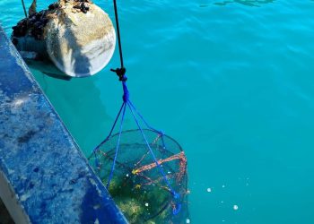 Alge i školjke zajedno su hit!