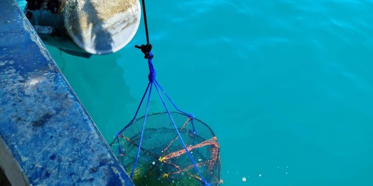 Alge i školjke zajedno su hit!