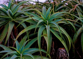 Aloa u Svetom pismu: Tajna prirodnog iscjeljenja u Božjoj riječi