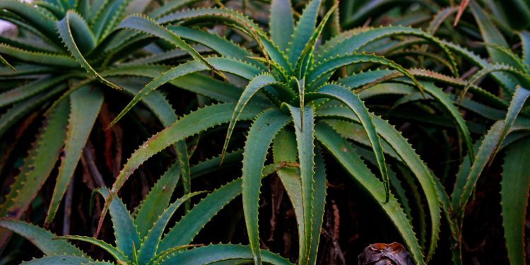 Aloa u Svetom pismu: Tajna prirodnog iscjeljenja u Božjoj riječi