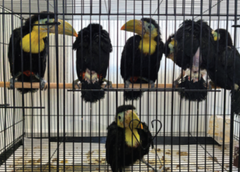 Američki pogranični časnici otkrivaju 14 Toucana zarezanih na nadzornu ploču automobila – vozač je rekao da nema pojma kako su stigli tamo