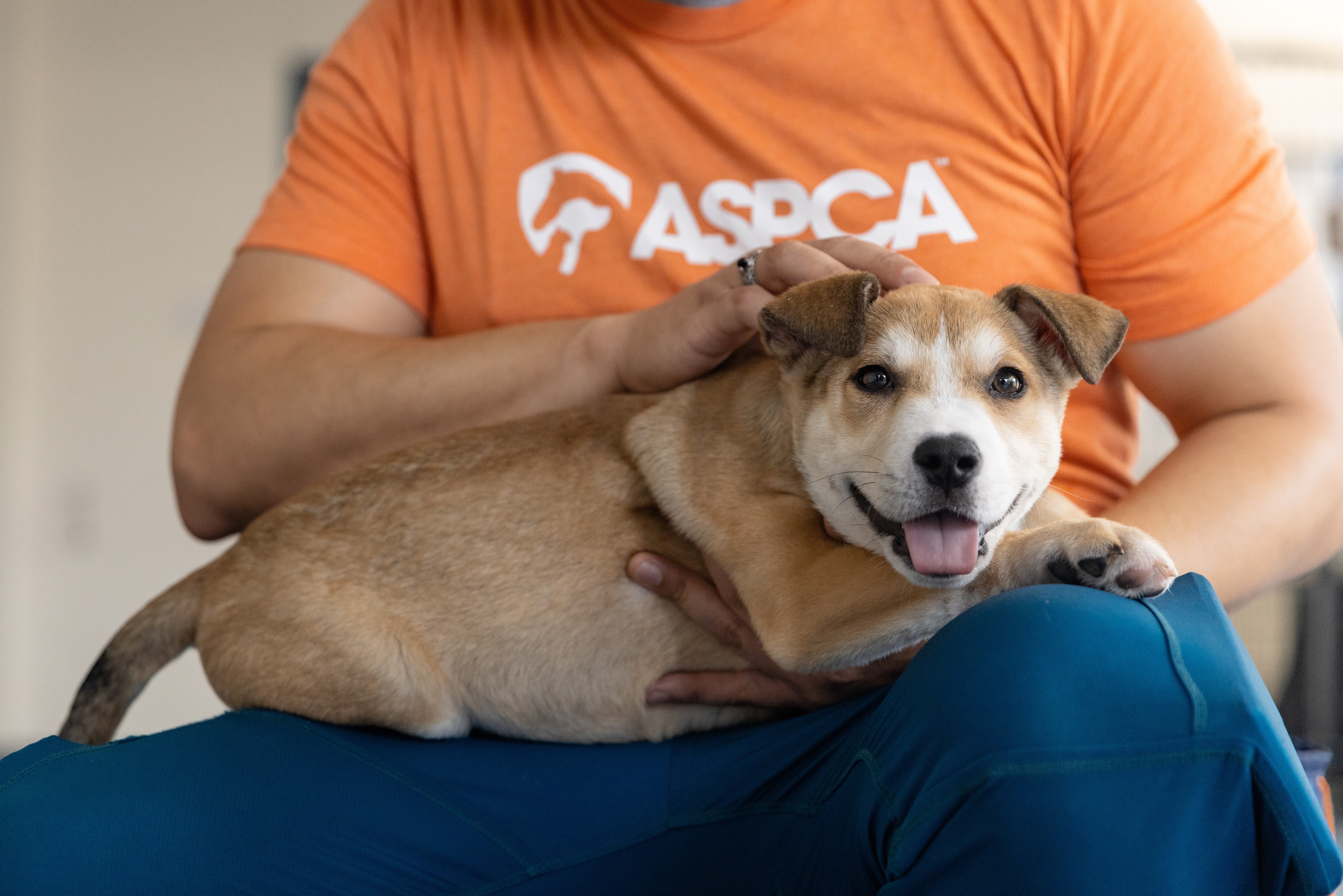 Skloništa u New Yorku, poput ASPCA Centra za usvajanje, ovog su ljeta vidjela poteškoće kod životinja, jer novo izvješće otkriva da se mnogi stanovnici predaju svojim kućnim ljubimcima jer ih ne mogu priuštiti