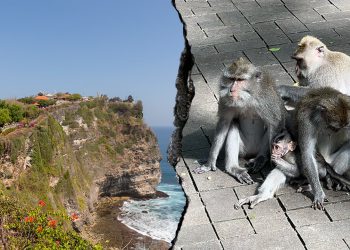 Bali majmuni navodno kradu dragocjenosti turista u zamjenu za nagrade za hranu