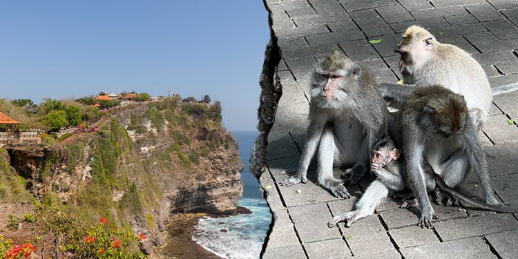 Bali majmuni navodno kradu dragocjenosti turista u zamjenu za nagrade za hranu